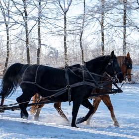 Sleighride at the Funen Village