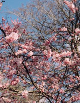 Kirsebærblomster forår